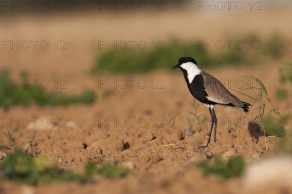 Spur-winged Lapwing (Vanellus spinosus), Cyprus