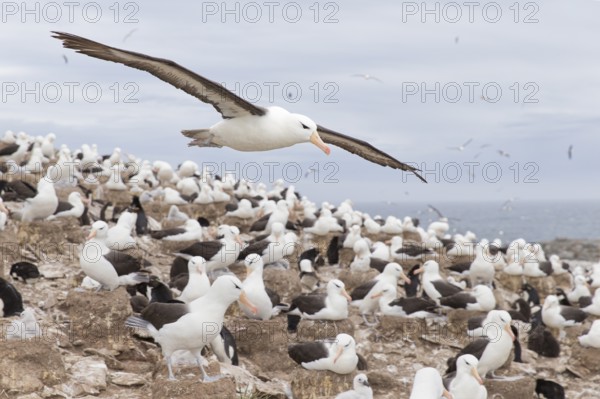 Black-browed Albatross (Thalassarche melanophris) flying over colony, Steeple Jason Island,