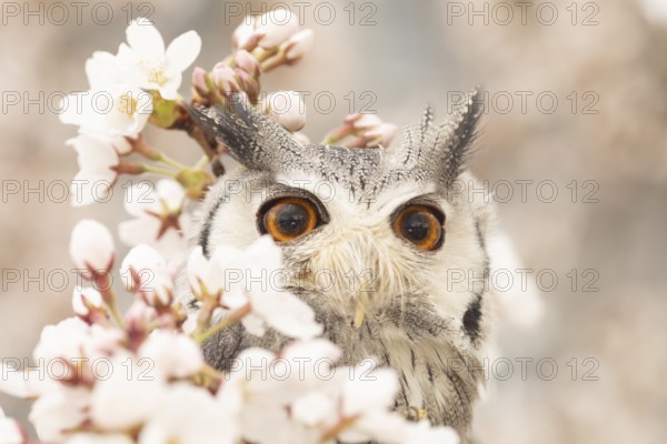 Southern White-faced Owl (Ptilopsis granti) captive, Germany