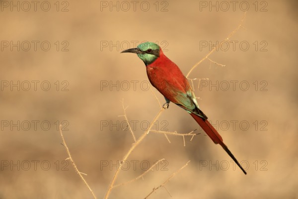 Northern Carmine Bee-eater (Merops nubicus), Aledeghi National Park, Ethiopia