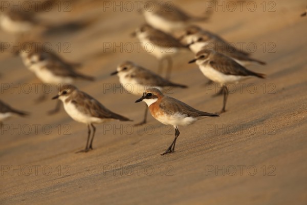 Lesser Sand Plover (Charadrius mongolus), Sri Lanka