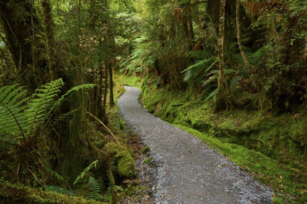 A narrow path winds through a green, moss-covered forest, summer, Lake Matheson, Fox Glacier, South