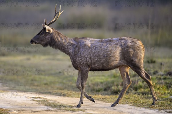 Sambar or horse deer (Cervus unicolor), Corbett National Park, near Ramnagar, Uttarakhand State,