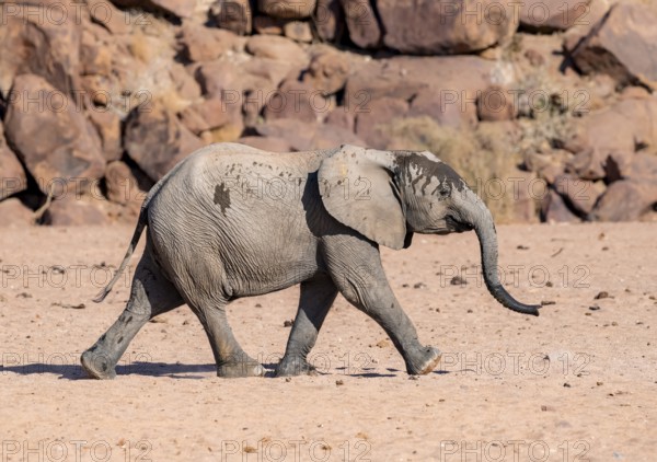 Juvenile African elephant (Loxodonta africana), desert elephant, near the Ugab River, Damaraland,