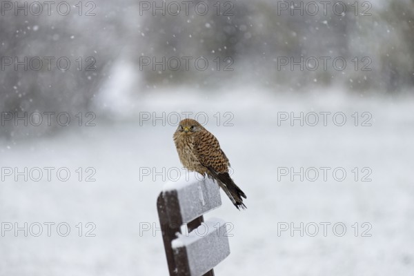 Kestrel (Falco tinnunculus), female using a park bench as a lookout during heavy snowfall, North
