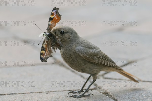 A common redstart (Phoenicurus ochruros), female, holding a butterfly, peacock butterfly (Inachis