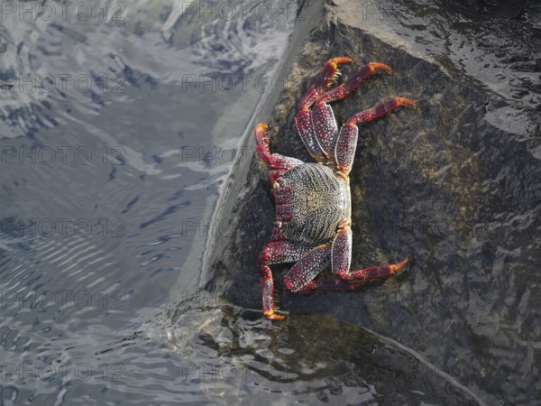Crab with red legs and claws, red rock crab (Grapsus adscensionis), climbing up a rock in the water