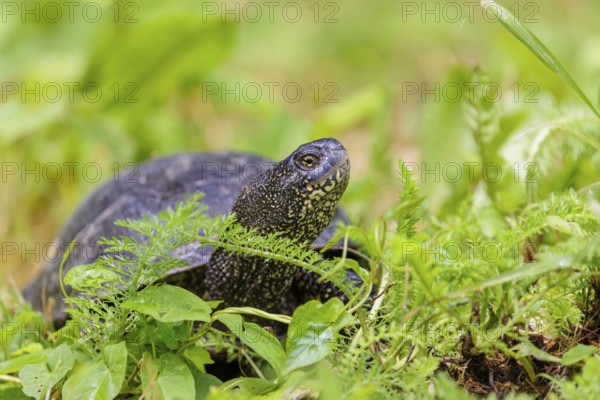 A European pond turtle (Emys orbicularis), makes its way through the green meadow next to the pond