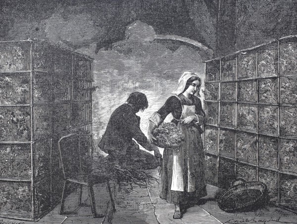 Textile industry, worker in a caterpillar factory, breeding silkworms, silkworm or mulberry moth,