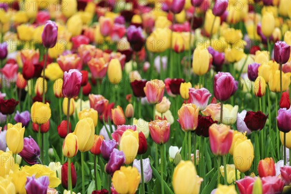 Different coloured tulips (Tulipa), colourful tulip bed, Keukenhof gardens, Lisse, Bollenstreek,