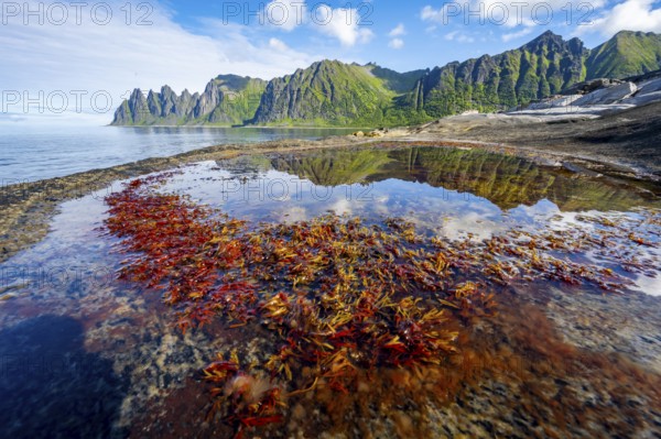Plants in a tidal pool with reflection, rocky coast of Tungeneset, Devil's Teeth, Okshornan,