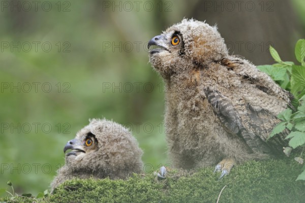 On the ground... European eagle owl (Bubo bubo), two young birds, young eagle owls, owls often