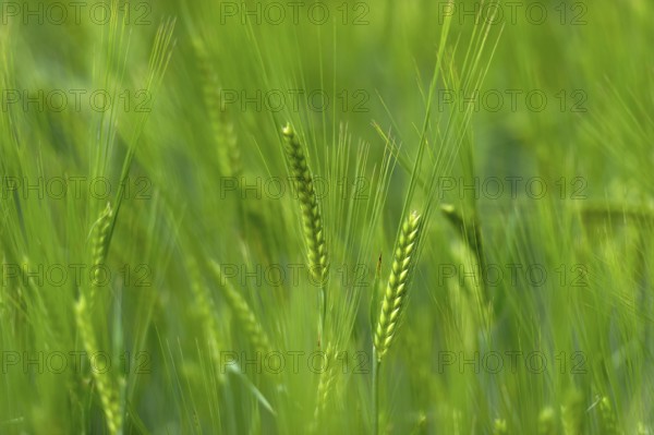 Grain field with unripe ears of barley (Hordeum vulgare), delicate structure, texture, background