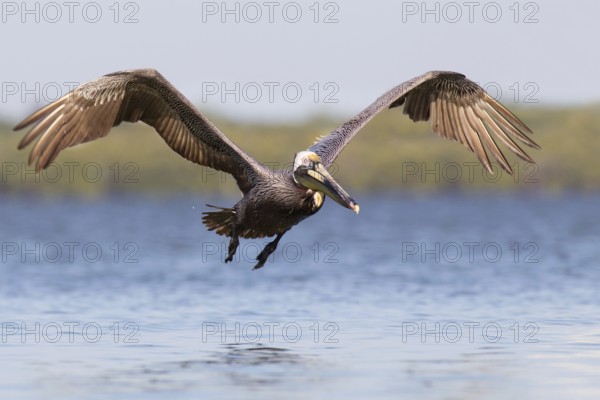 Brown Pelican (Pelecanus occidentalis) flying, Florida, USA