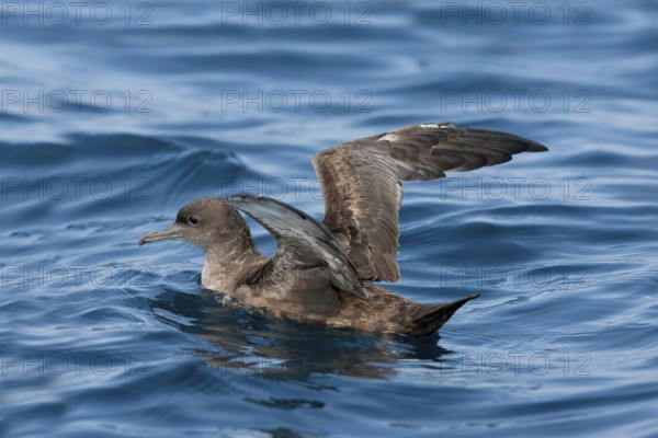 Sooty Shearwater Puffinus griseus San Diego, California, United States 14 September Adult