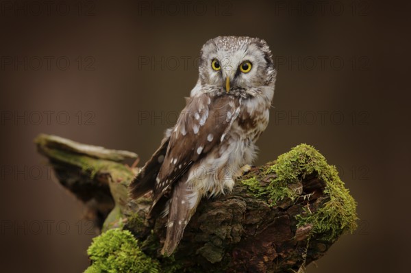 Boreal owl, Aegolius funereus, bird in the nature habitat, sitting on the stone. Bird with yellow