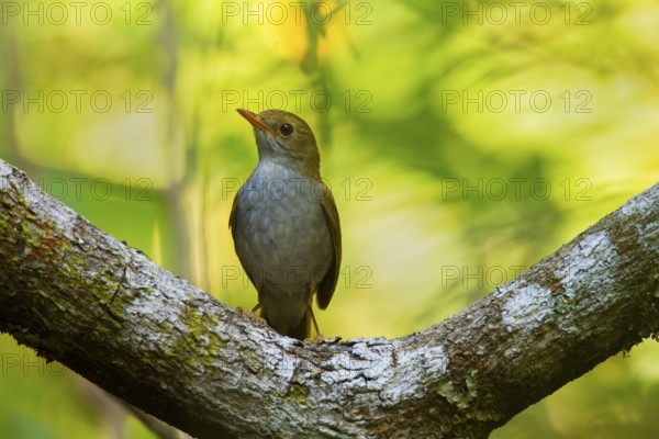 Orange-billed Nightingale-Thrush Catharus aurantiirostris aenopennis Cerro de San Juan, Tepic,