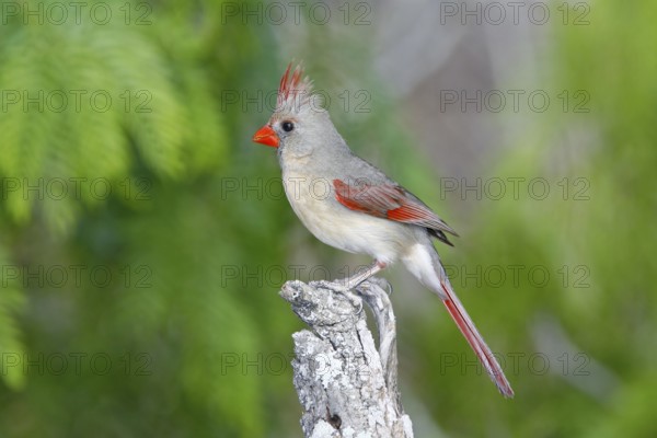 Northern Cardinal Cardinalis cardinalis Rio Grande City, Starr County, Texas, United States 27