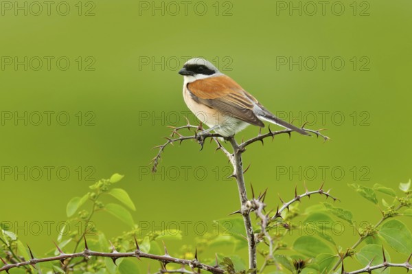 Red-backed shrike, Lanius collurio, bird from Bulgaria. Animal in the nature habitat, Europe.