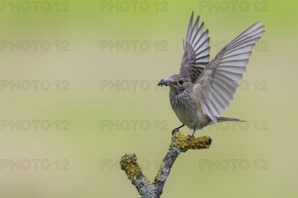 Spotted Flycatcher (Muscicapa striata) perched on a branch with insect prey in its beak, Lower