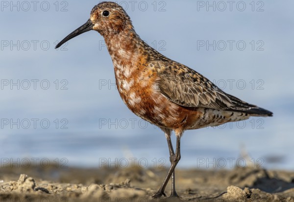 Curlew Sandpiper (Calidris ferruginea), Schleswig-Holstein, Germany