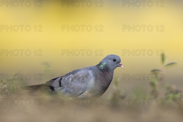 Stock Dove (Columba oenas), North Rhine-Westphalia, Germany