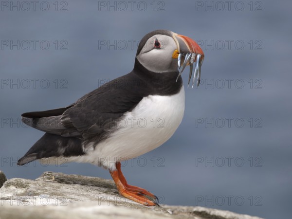 Http://www.waltersoestbergen.nl