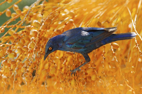 Cape Glossy Starling, Lamprotornis nitens, in nature habitat, orange plam tree with fruits. Detail