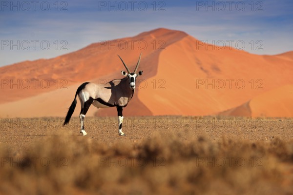 Gemsbok with orange sand dune evening sunset. Gemsbuck, Oryx gazella, large antelope in nature