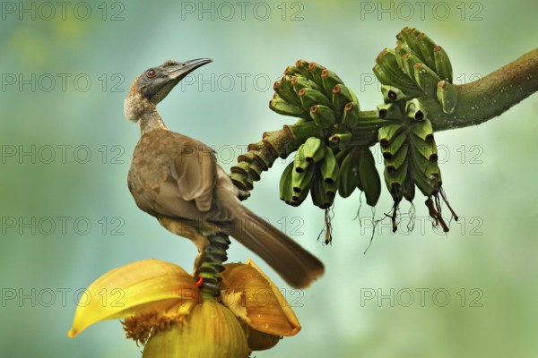 Helmeted friarbird, Philemon buceroides, beautiful bird sitting on the banana tree in the green
