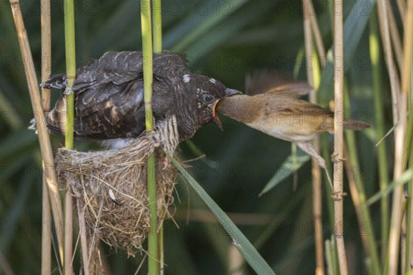 Common Cuckoo & Eurasian Reed Warbler (Cuculus canorus & Acrocephalus scirpaceus) Eurasian Reed