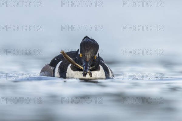 Hooded Merganser (Lophodytes cucullatus) in the ocean near Victoria, British Columbia, Canada