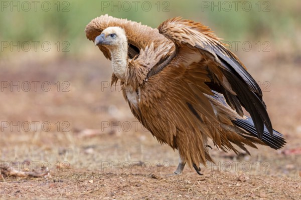 Gänsegeier, Eurasian Griffon Vulture, Griffon Vulture, Eurasian Griffon, Gyps fulvus, Vautour