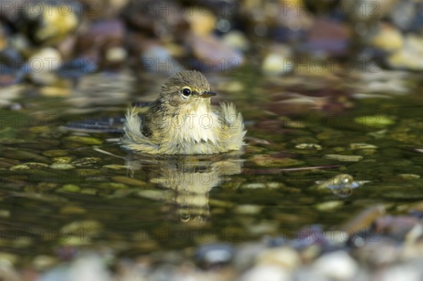 Common Chiffchaff (Phylloscopus collybita) bathing in a little stream, Mecklenburg-Western