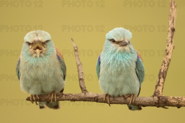 European Roller (Coracias garrulus) pair perched on a branch, Serbia