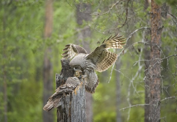 Great Grey Owl (Strix nebulosa) male landing on nest with little bird prey in beak, Suomussalmi,
