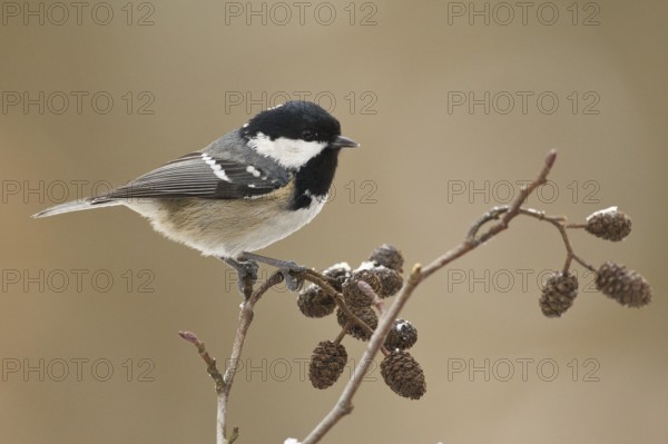 Coal Tit (Periparus ater), Rhineland-Palatinate, Germany