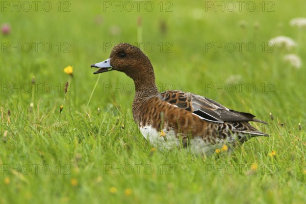 Eurasian Wigeon (Mareca penelope) male, Texel, Netherlands