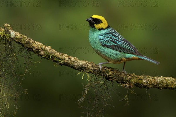 Saffron-crowned Tanager (Tangara xanthocephala) perched on a branch in the Andes mountains of