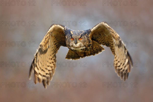 Face fly of owl. Flying Eurasian Eagle owl with open wings with snow flake in snowy forest during