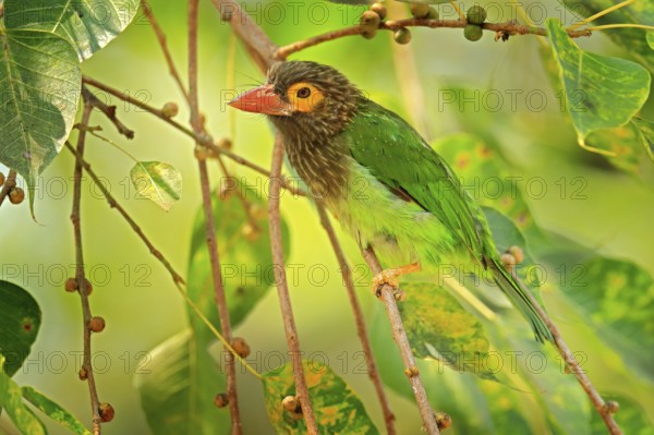 Brown-headed Barbet Megalaima zeylanica perched on branch. Close up vibrant green and brown and