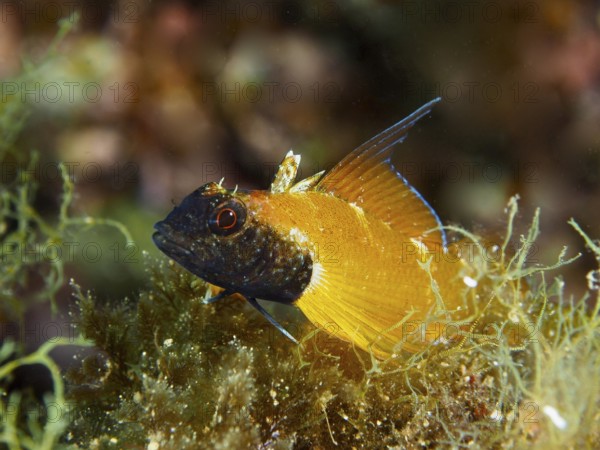 Close-up of a colourful fish, Black-faced blenny (Tripterygion delaisi), surrounded by algae in the