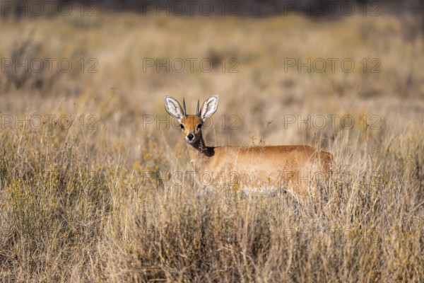 Steenbok (Raphicerus campestris), adult male, standing in dry grass, in the morning light, Khama