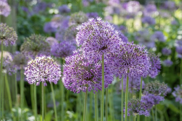 Ornamental leek (Allium sp.), inflorescence, Münsterland, North Rhine-Westphalia, Germany