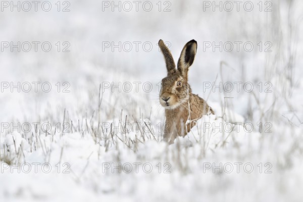 Hidden behind stalks... Brown hare (Lepus europaeus), hare sits in winter in a meadow in the snow,