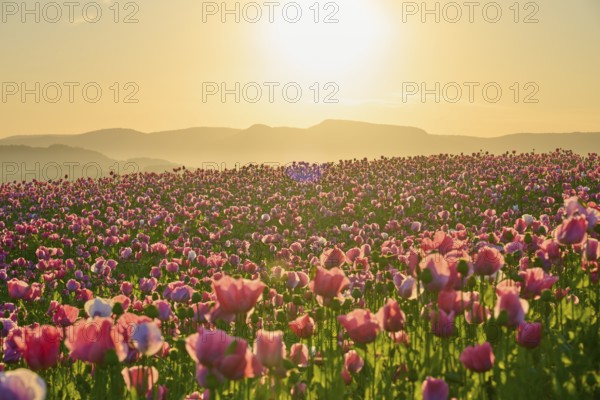 Opium poppy (Papaver somniferum), pink poppies in the golden light of sunrise in front of a