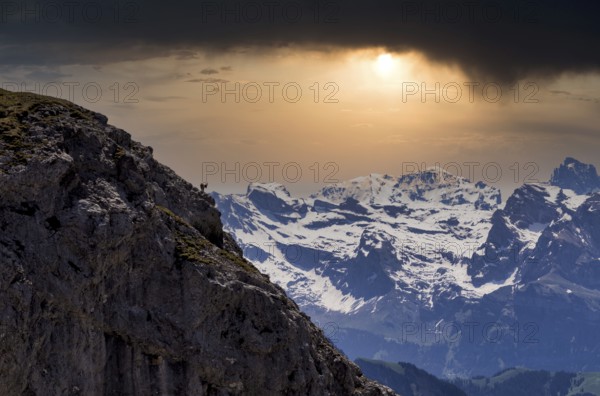 Alpine ibex (Capra ibex), summit donkey, Pilatus Kulm mountain station, in front of Swiss mountain