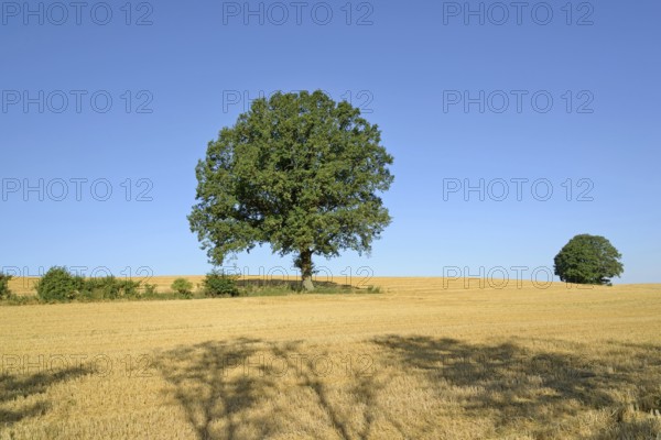 Oak (Quercus), solitary tree, stubble field, blue sky, North Rhine-Westphalia, Germany