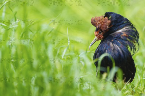 Bird with impressive plumage in green grass, ruff (Calidris pugnax, Syn.: Philomachus pugnax),