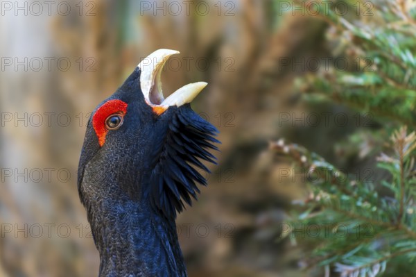 Close-up of a bird's head with red crest and open beak a tree in the background, capercaillie, cock